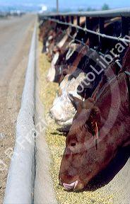 Cattle eating at a feedlot in Idaho.