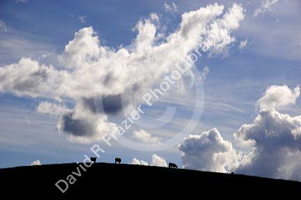 Silhoutted cattle grazing on a hill along highway 101 near King City, California.