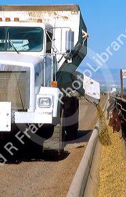 Truck feeding cattle on a feedlot in Idaho.