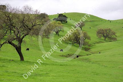 Green hills with trees and cattle grazing near Solvang, California.