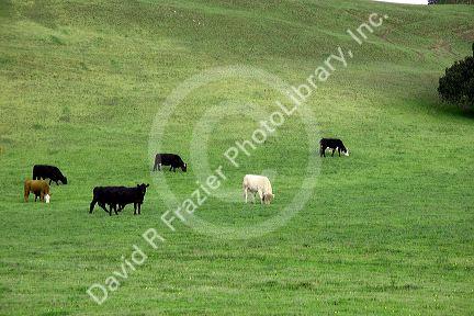 Cattle grazing on a hill along highway 101 near King City, California.