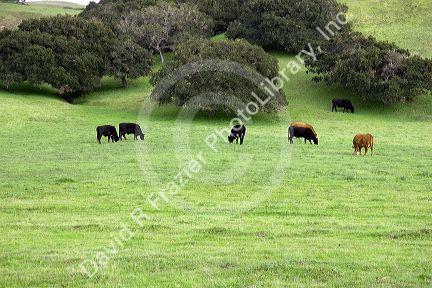 Cattle grazing on a hill along highway 101 near King City, California.