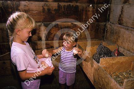 Two young girls gathering chicken eggs.
