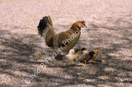 A hen with her chicks.