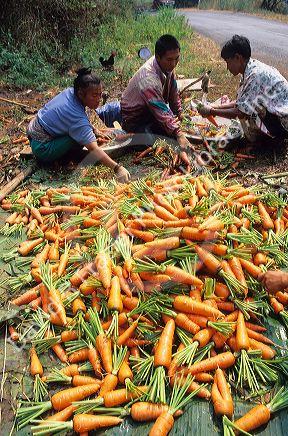 Hmong farmers sort carrot crop in Thailand.
