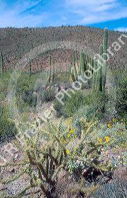 Mixed desert at Organ Pipe National Monument, Arizona.  Cholla in foreground, Saguaro, and organ pipe cactus abound in the reserve.