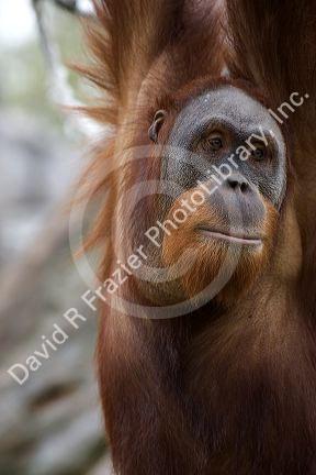Orangutan at the Audubon Zoo in New Orleans, Louisiana.