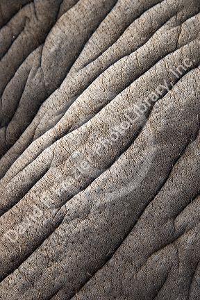 Close up of elephants skin.