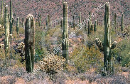 Saguaro cactus dominate desert landscape at Organ Pipe National Monument, Arizona.