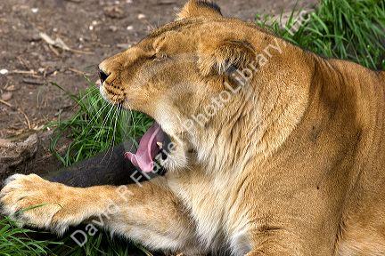 Lion yawning at the Audubon Zoo in New Orleans, Louisiana.
