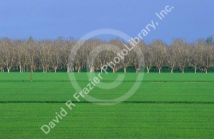 Almond orchard near Visalia, California with alfalfa field in foreground.