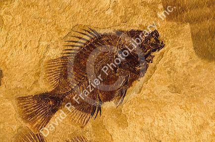 Fish fossil in rock.
