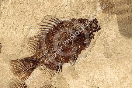 Fish fossil in rock.