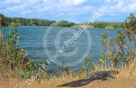 American alligator in the Florida everglades.