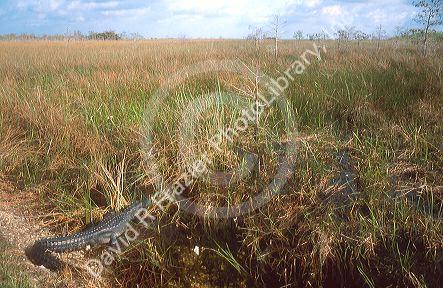 American alligator in the Florida everglades.