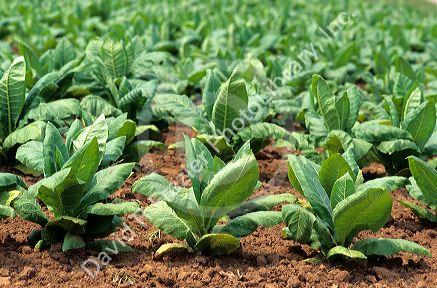 A tobacco field in Kentucky.