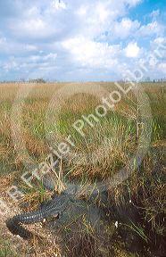 American alligator in the Florida everglades.