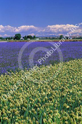 Blue flax and onion seed crop in Idaho.
