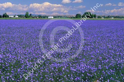 Blue flax seed crop in Idaho.