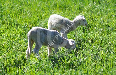 Lambs eating tall grass in Spain.