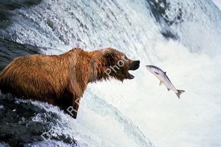 Brown bear fishing for sockeye salmon.