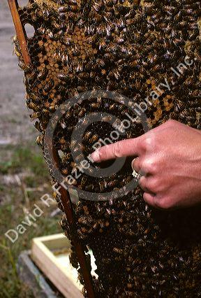 A female beekeeper points to the queen bee on a beehive super.
