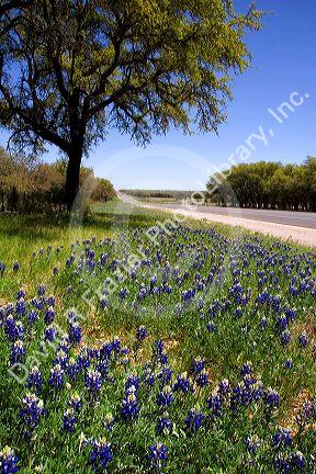 Oak tree and blue bonnets along US highway 290 west of Fredericksburg, Texas.