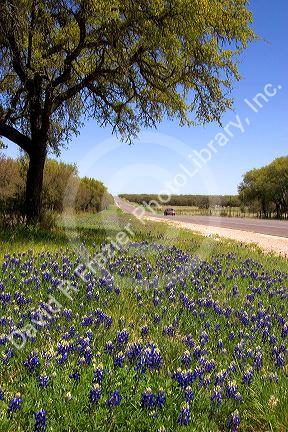 Oak tree and blue bonnets along US highway 290 west of Fredericksburg, Texas.
