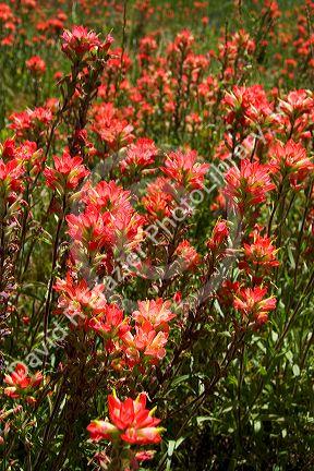Indian paintbrush wildflowers in Texas.