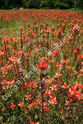 Indian paintbrush wildflowers in Texas.