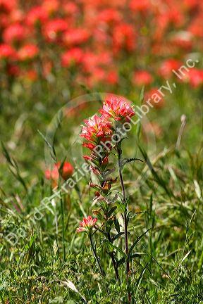 Indian paintbrush wildflowers in Texas.