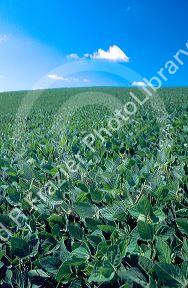 Soy bean field in Minnesota.
