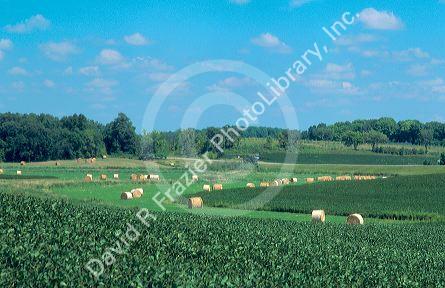 Soy beans and alfalfa grow on a Minnesota farm.