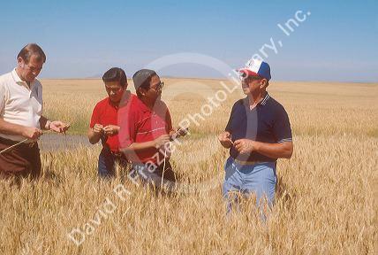 Philippine grain buyers tour a wheat field in Idaho.
