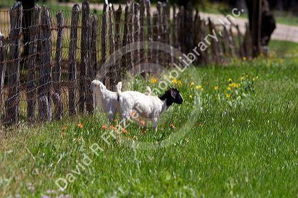 Goats graze in a field near Johnson City, Texas.  These kids got out of the pasture where the grass was greener on the other side of the fence.