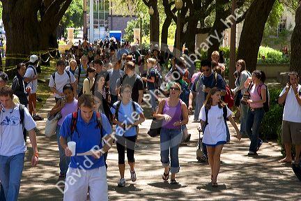 Students walking and using cell phones on the campus of University of Texas in Austin.