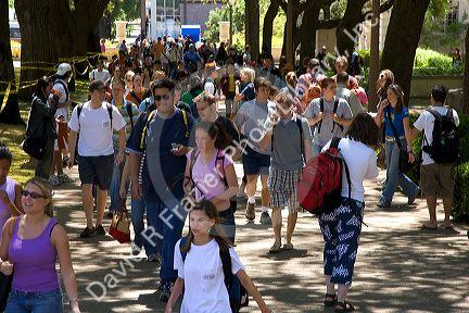 Students walking and using cell phones on the campus of University of Texas in Austin.