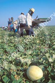 Honeydew melon harvest in the Rio Grande valley of Texas.