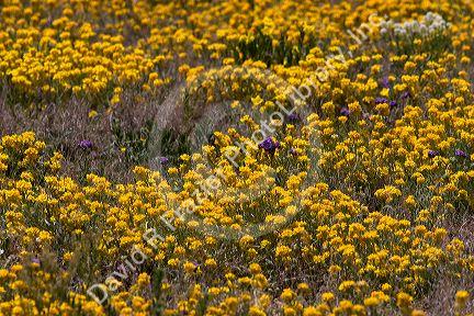A field of yellow wild flowers near Artesia, New Mexico.