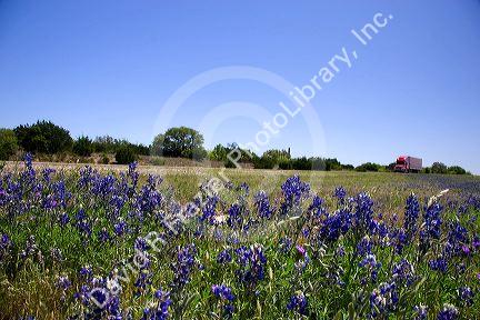 Texas blue bonnet wildflowers in the median of Interstate Highway 10 in West Texas.
