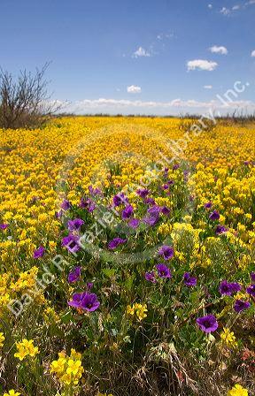 A field of yellow and purple wild flowers near Artesia, New Mexico.