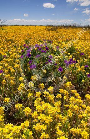 A field of yellow bladderpod and purple wild flowers near Artesia, New Mexico.