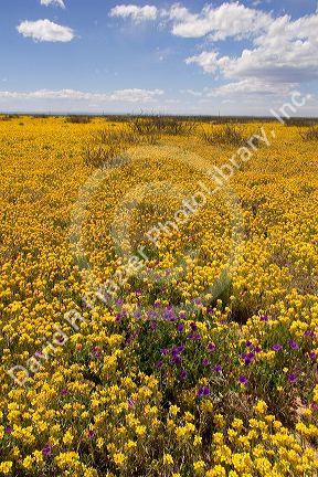 A field of yellow bladderpod  and purple wild flowers near Artesia, New Mexico.