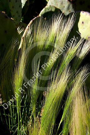 Grass against a backdrop of cactus in Carlsbad, New Mexico.