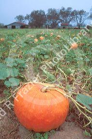 Pumpkins in a pumpkin patch in Georgia.