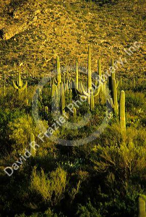 Saguaro National Monument near Tucson, Arizona.