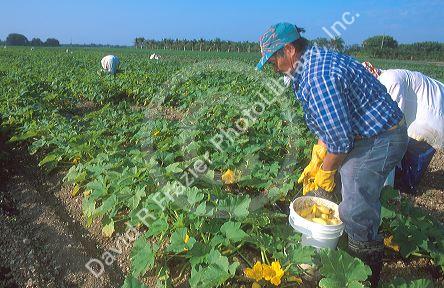 Hispanic workers harvest or pick yellow squash in the everglades near Homestead, Florida.