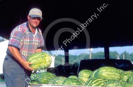 farmers with watermelons in cordele, georgia.