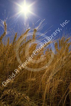 Wheat being backlit by the sun.
