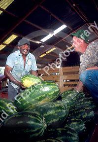 farmers with watermelons in cordele, georgia.